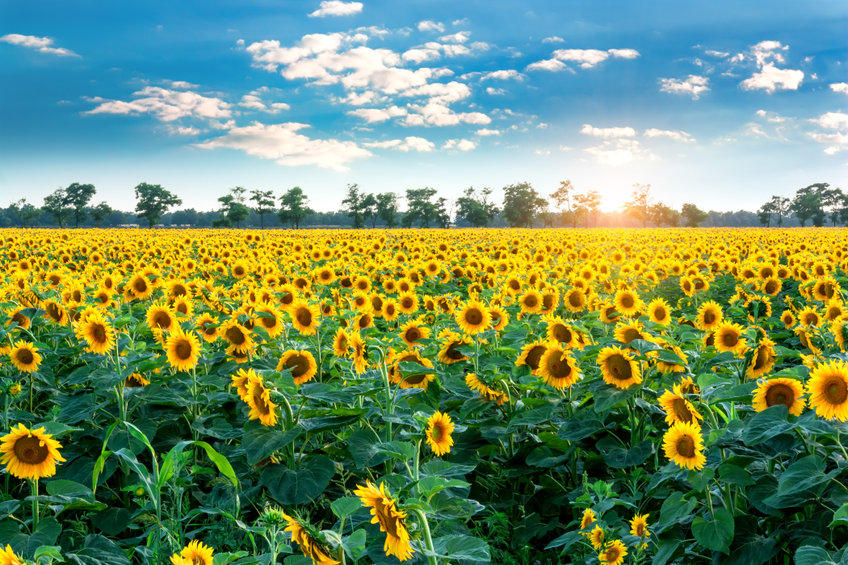 sunflower oil supplies