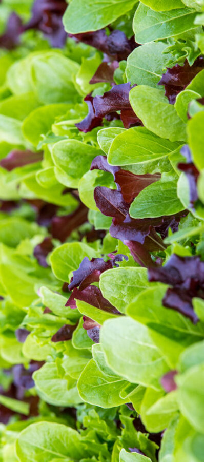 Mixed Salad
