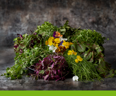 Herbs-and-Microgreens