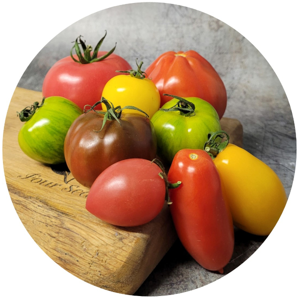 Mixed Heritage Tomatoes