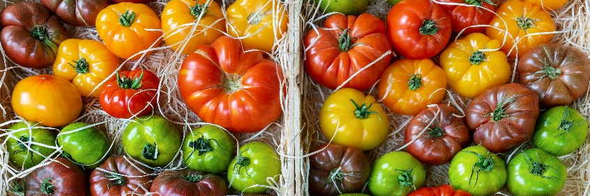 Product of the Week - Tomatoes