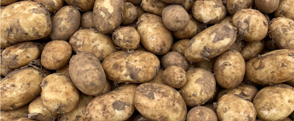 Potato Crop Update 1