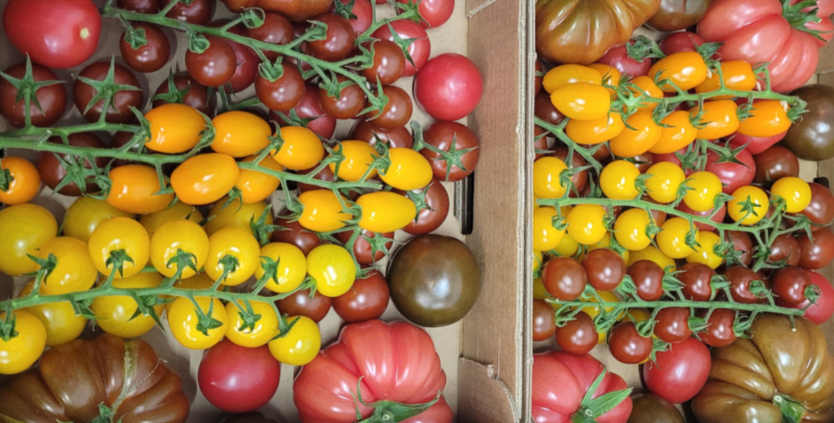 Isle of Wight Tomatoes