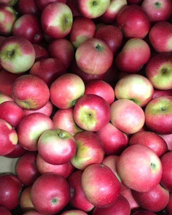August crop report