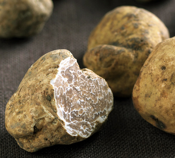 British Autumn truffles