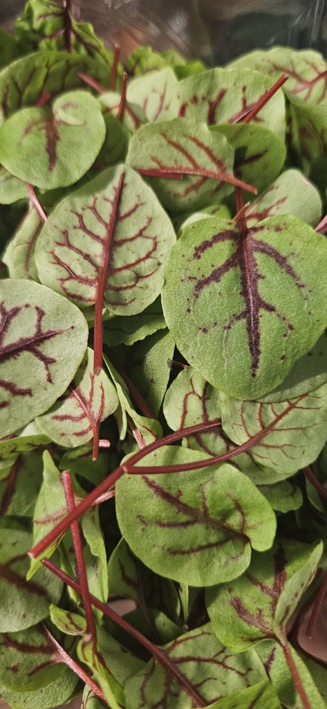microherbs