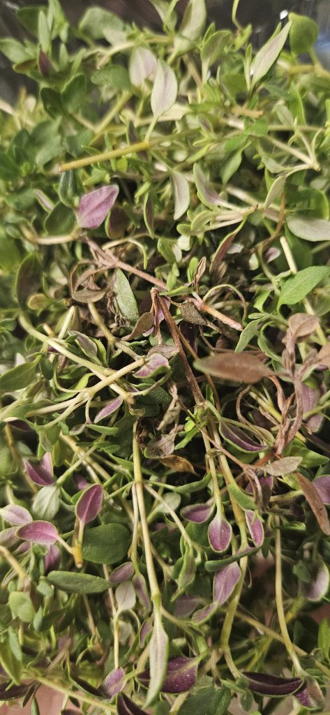 microherbs