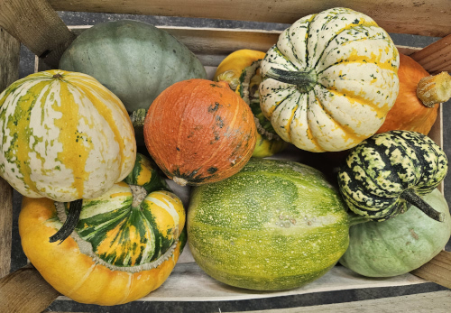 September seasonal vegetable update