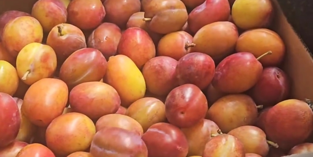 Victoria Plums