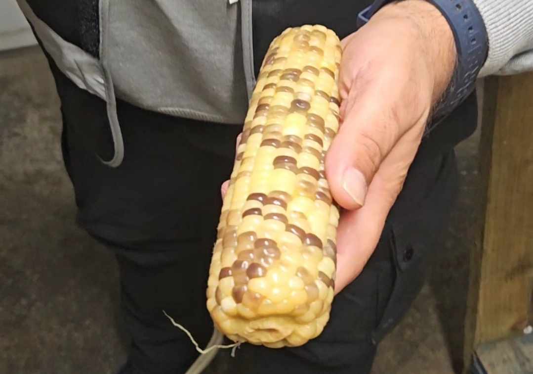 Heritage Corn and the Cob