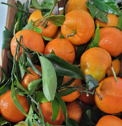 November's Seasonal British Fruits
