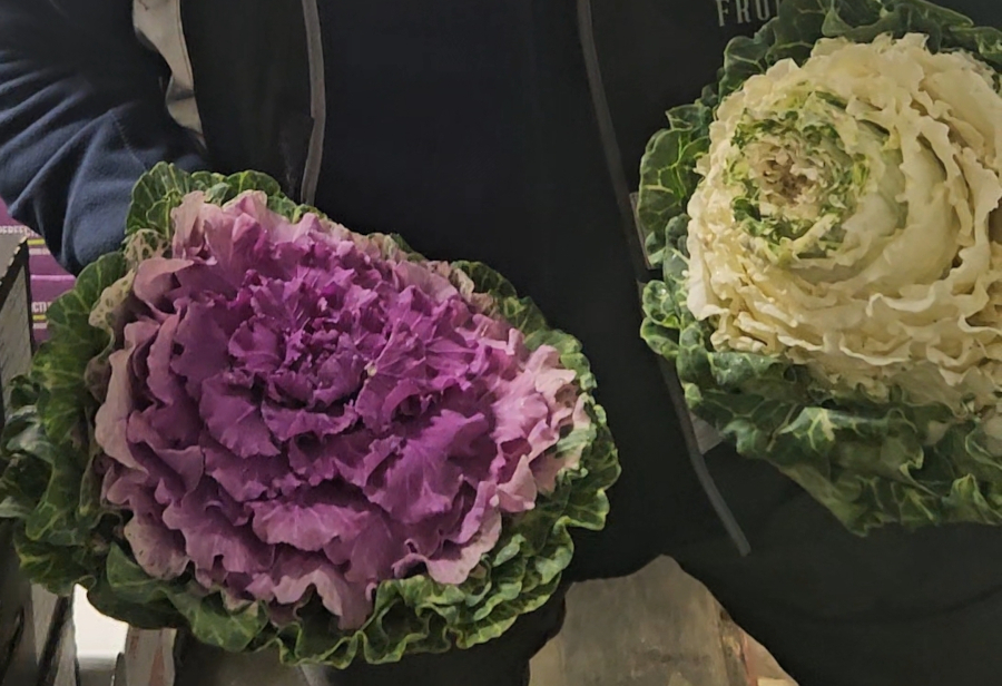 Variegated Kale