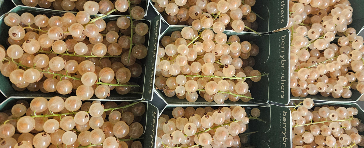 White Currants