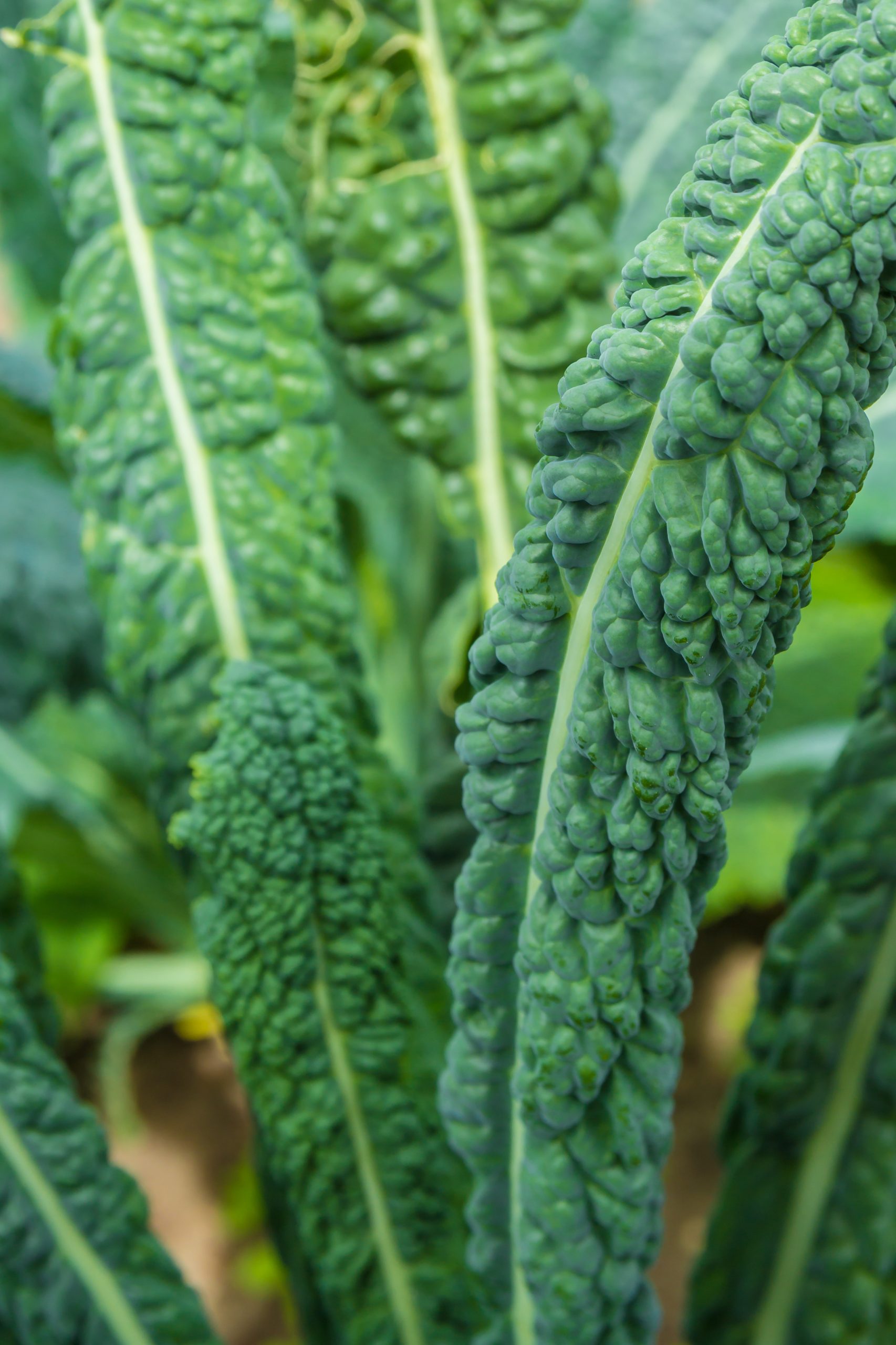 seasonal vegetables and salad leaves in January