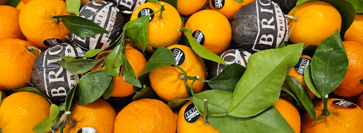 Italian Leafy Clementines