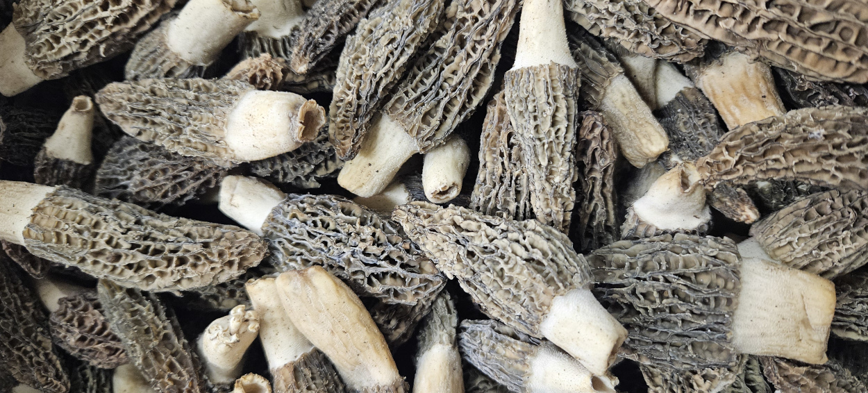 Morel Mushrooms