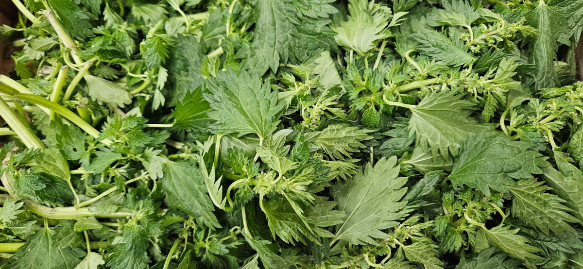 Nettles