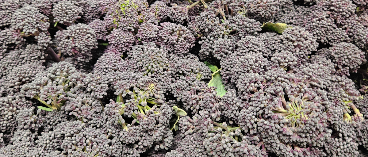 Purple Sprouting Broccoli