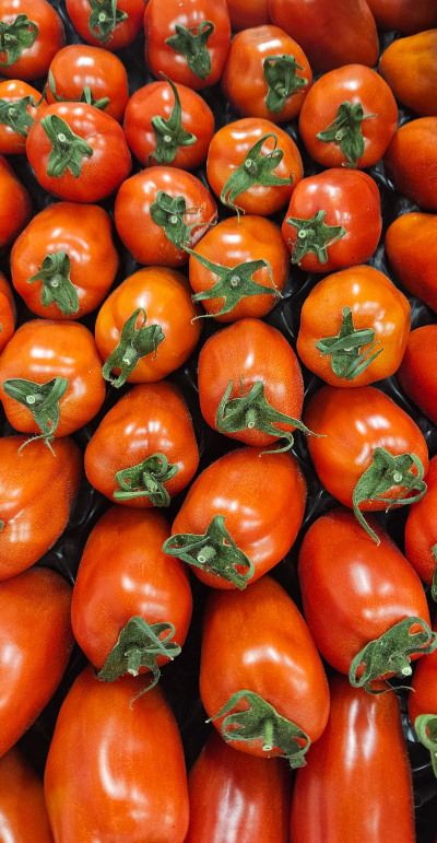 Belgium Tomatoes
