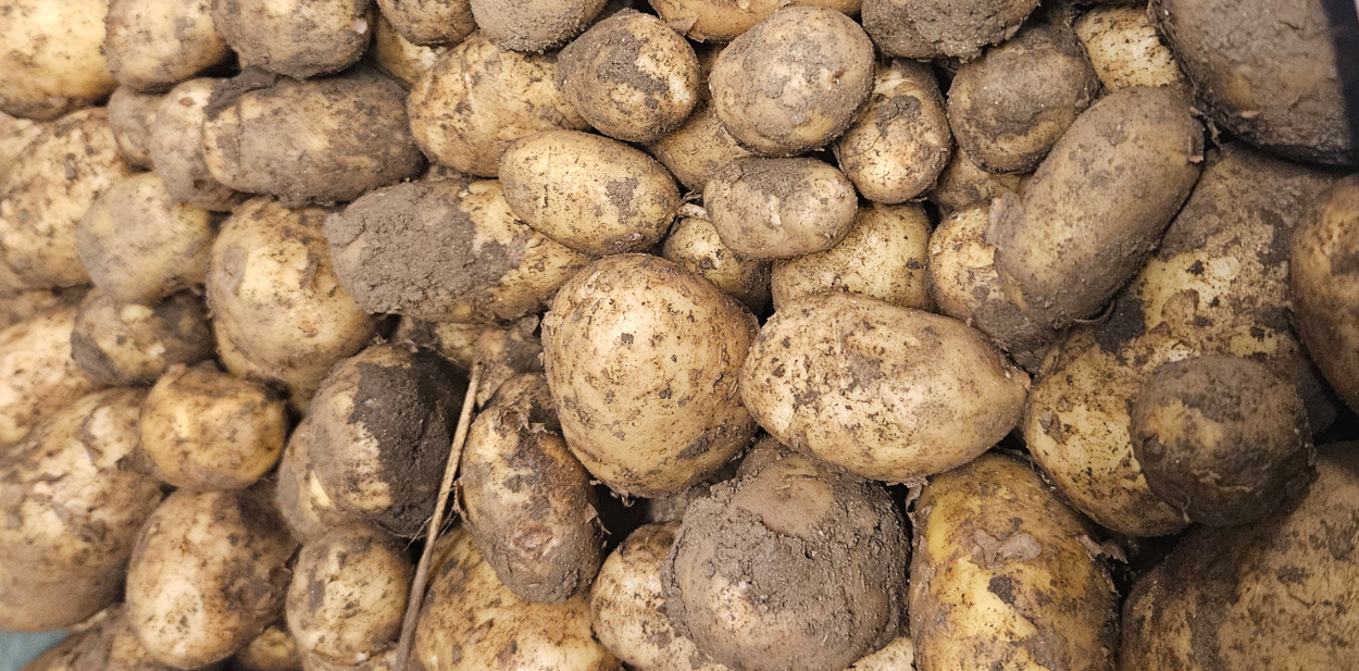 Cornish potatoes
