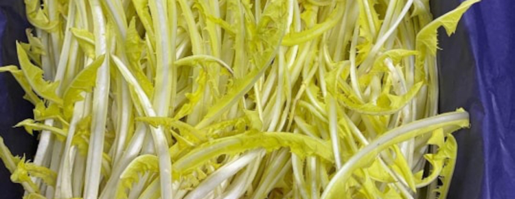Dandelion Leaves