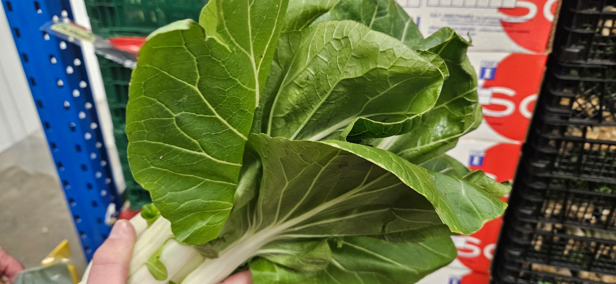 Giant Pak Choi 2