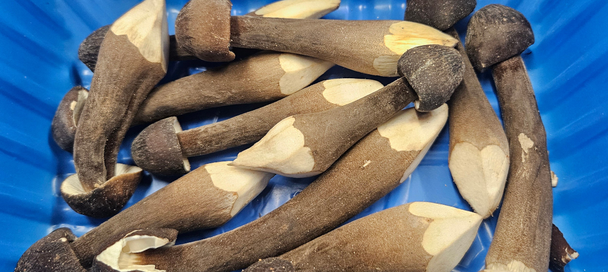 Royal Chestnut Mushrooms