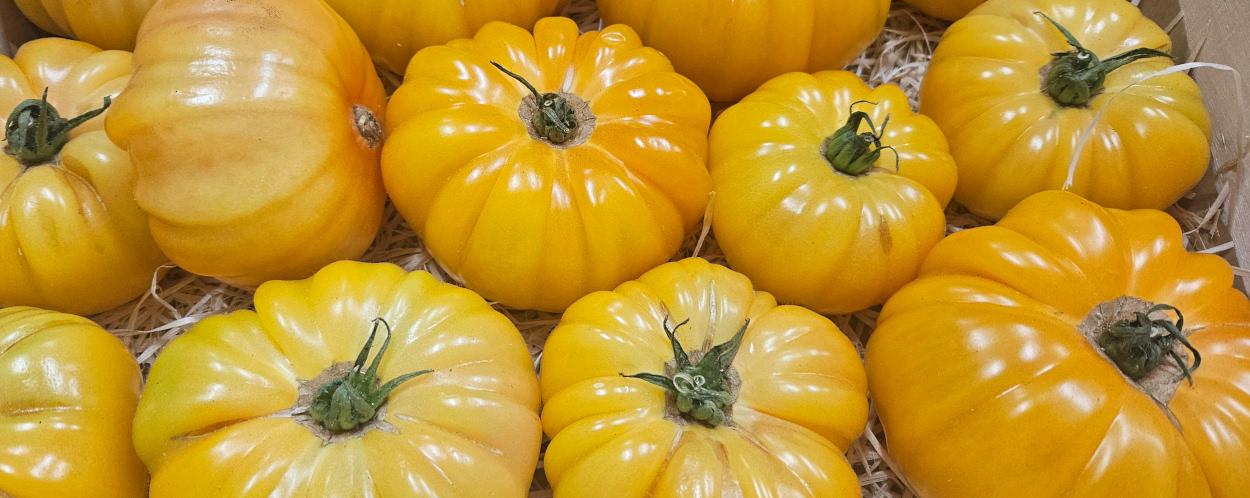 Yellow Beef Tomatoes