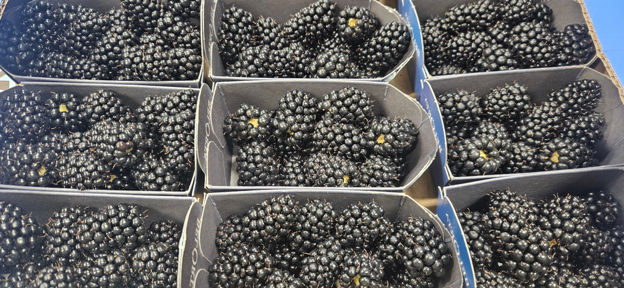Belorta Blackberries