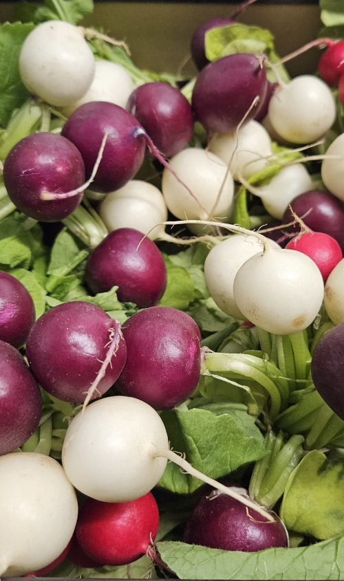 Seasonal British Vegetables and Salad Leaves May