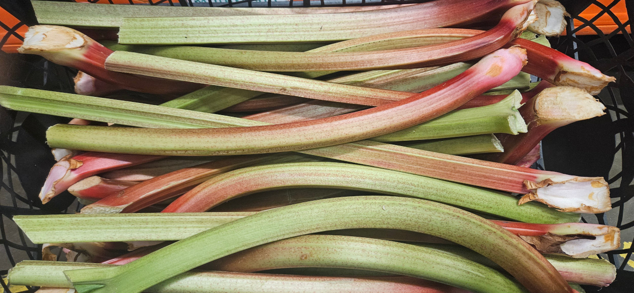UK Outdoor Rhubarb