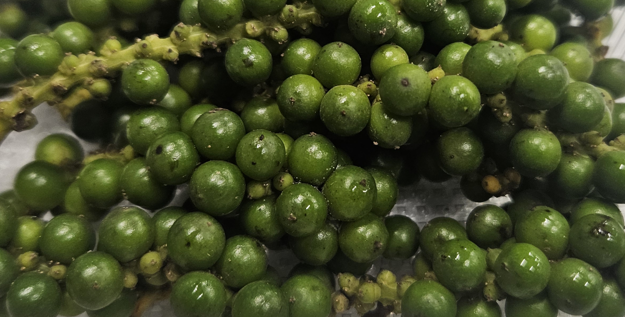 Green Thai Fresh Peppercorns