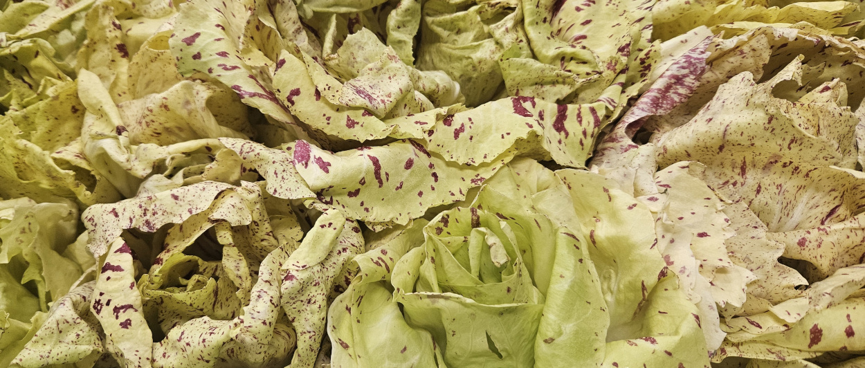 Italian Castelfranco