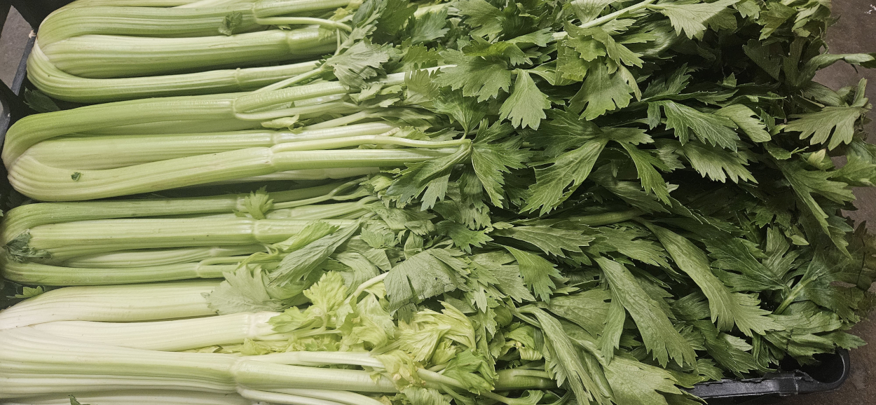 Italian Leafy Celery