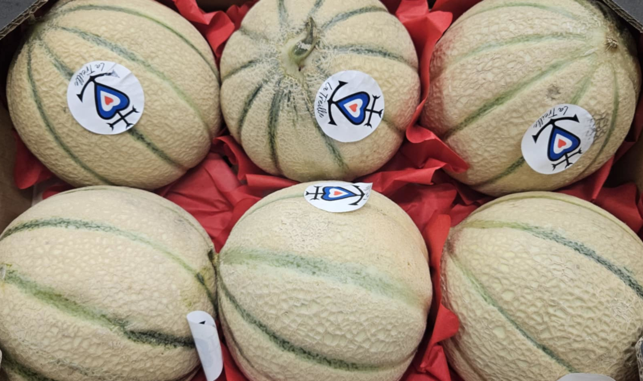 Charentais Melon