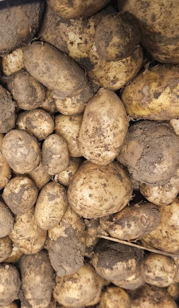 Seasonal Vegetables July