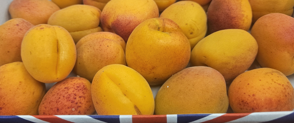 English Apricots