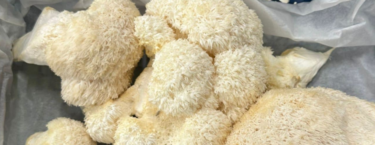Lion's Mane Mushrooms