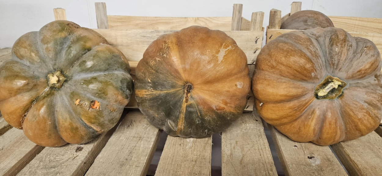 Muscat Pumpkin