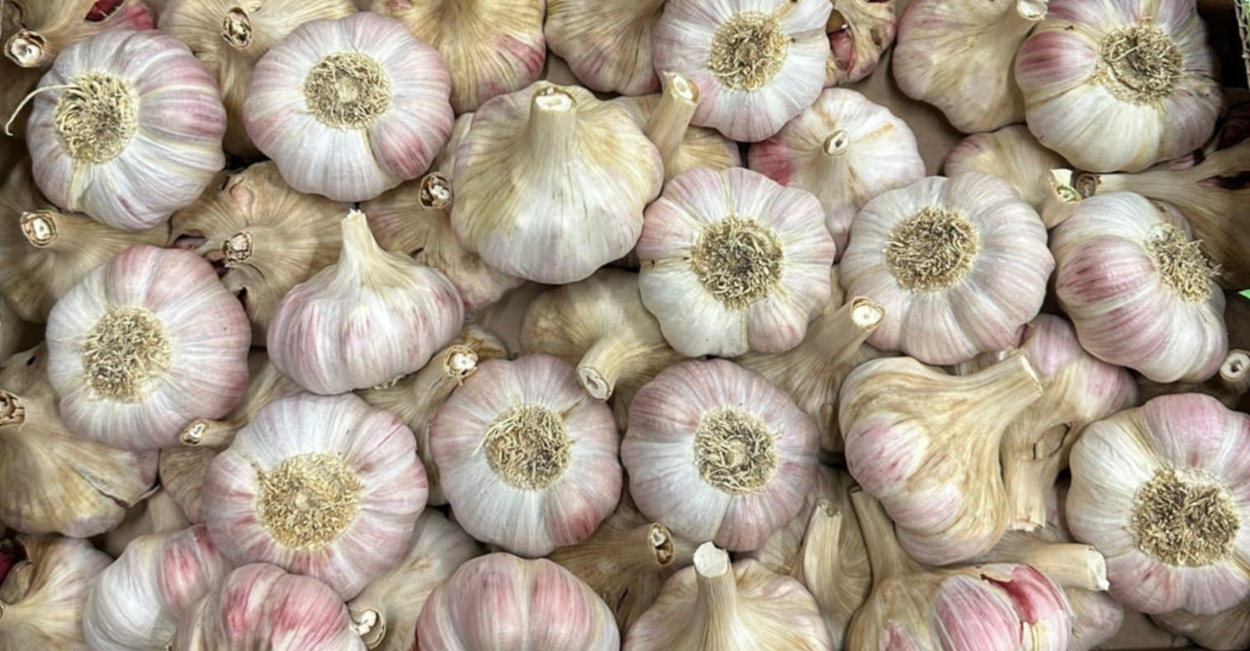 Pink Garlic