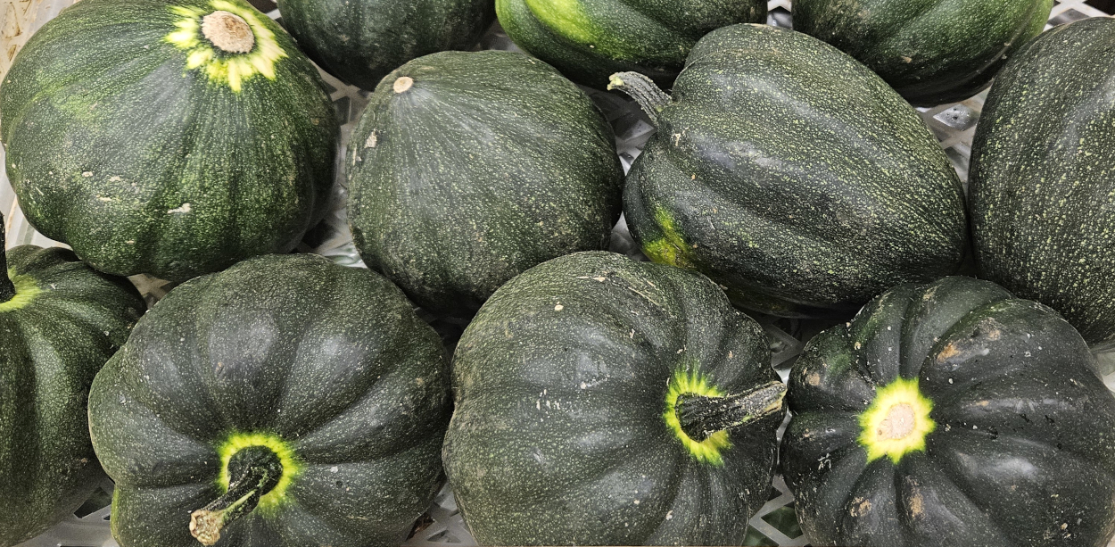 Summer Squash