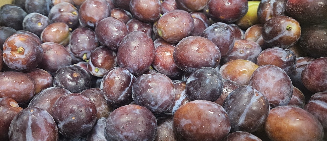 Herman English Plums