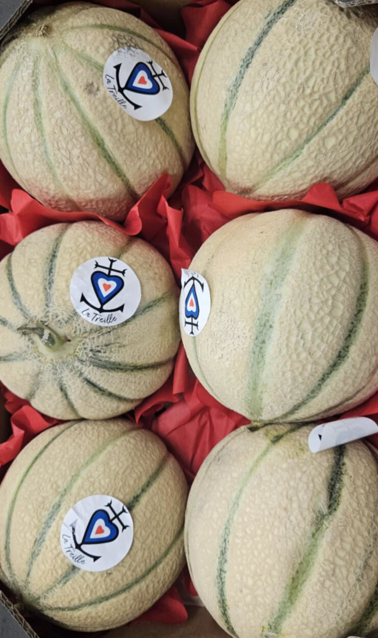 Charentais Melon