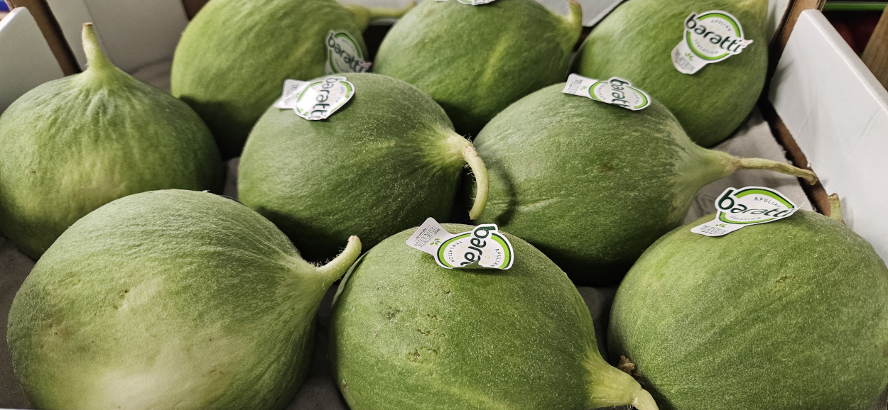 Italian Round Cucumbers