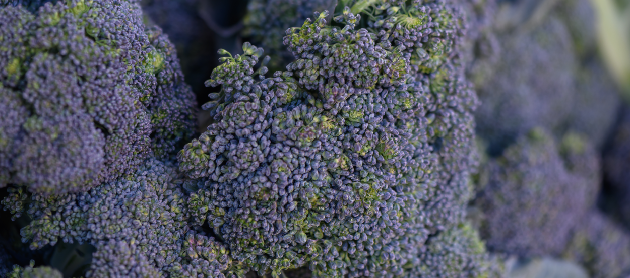 Purple Broccoli