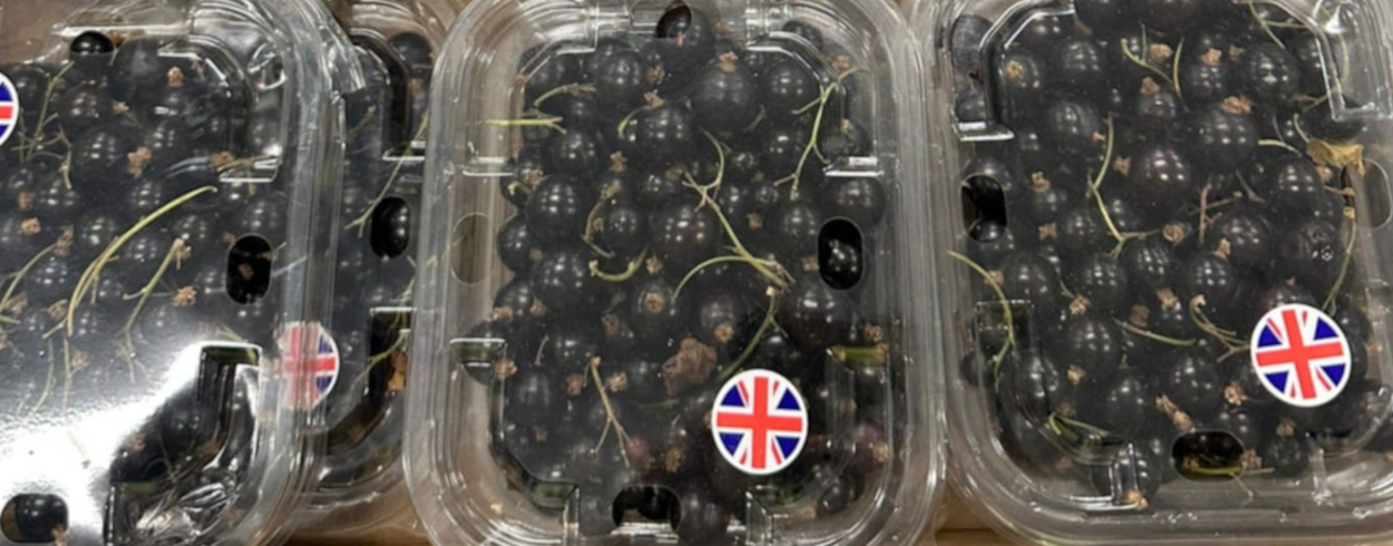 UK Blackcurrants
