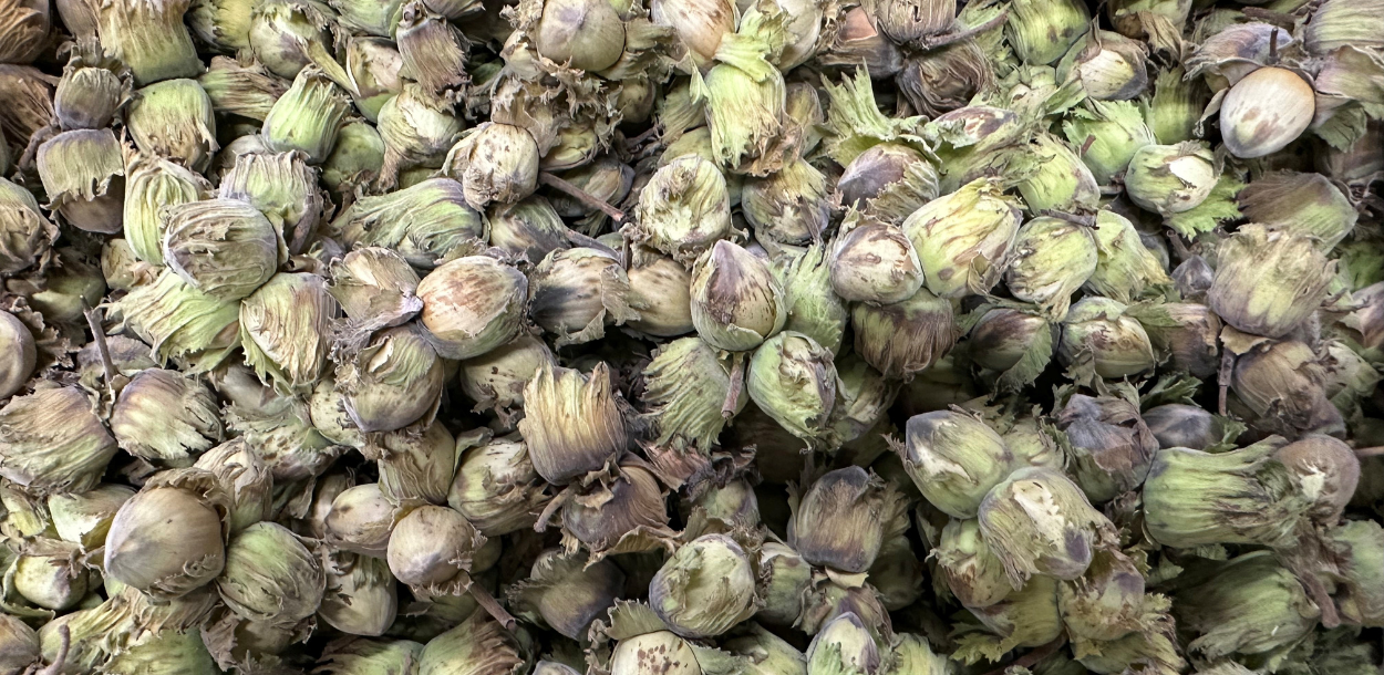 UK Cobnuts