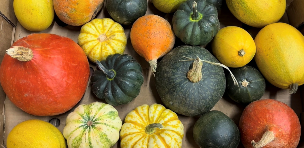 Decorative Mixed Squashes