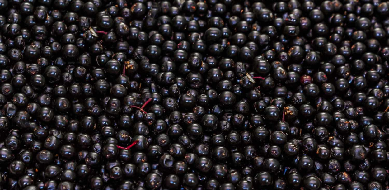 Elderberries