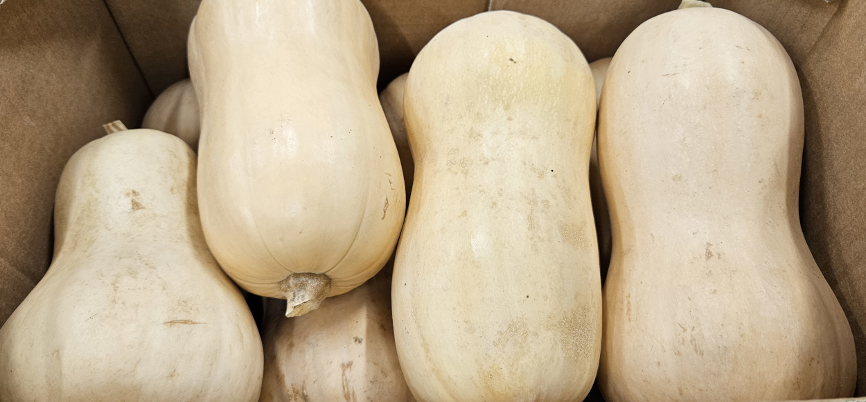 Butternut Squash